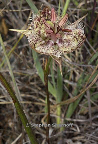 calochortus tiburonensis 6 graphic